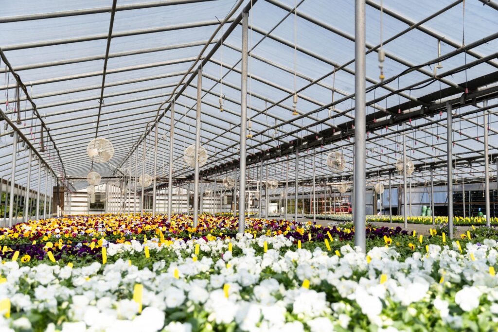Wide Shot of Electric Fans Sitting over Bed of Flowers inside Flower Farm in Brownsville, TN